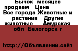 Бычок 6месяцев продаем › Цена ­ 20 000 - Все города Животные и растения » Другие животные   . Амурская обл.,Белогорск г.